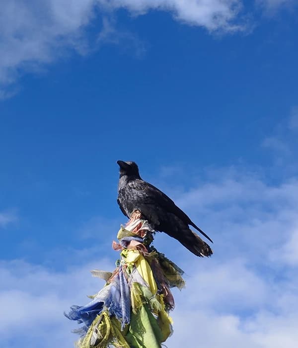 A raven in Lower Kyanjin