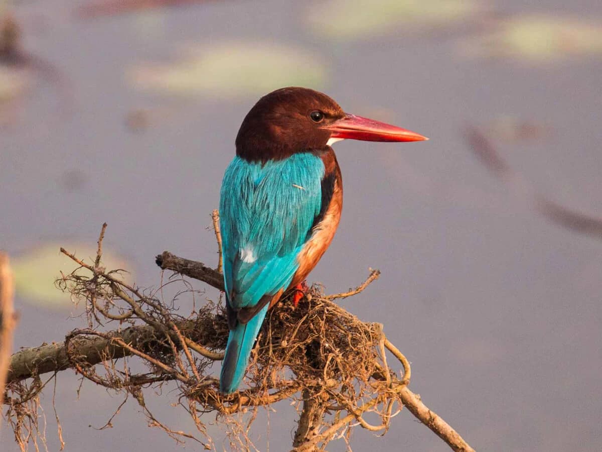 A kingfisher