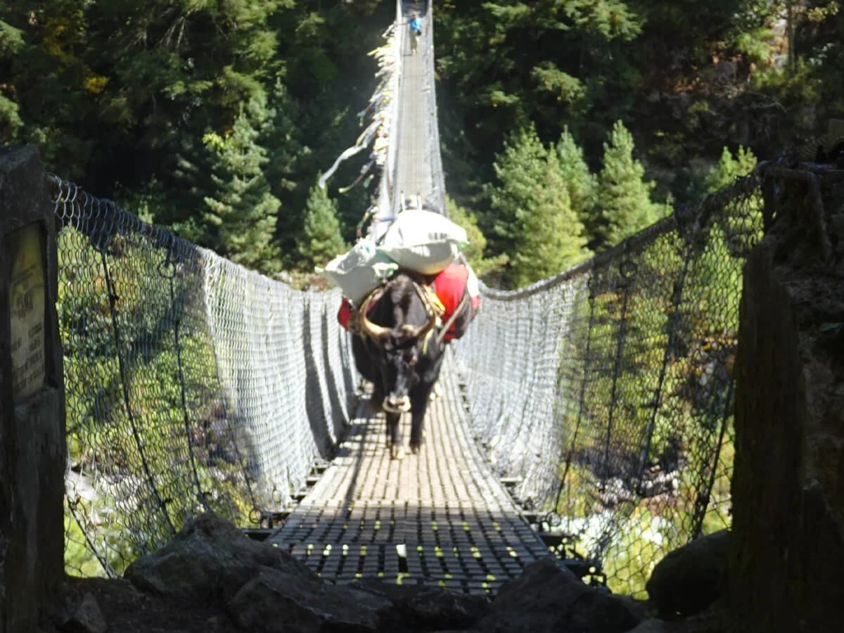 A yak walks on the suspension bridge in the Everest Base Camp Trek