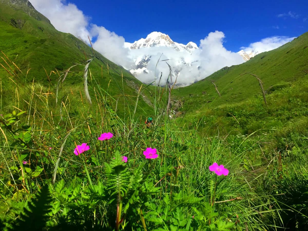 Combination of summer flower and mountain view in Annapurna Base Camp