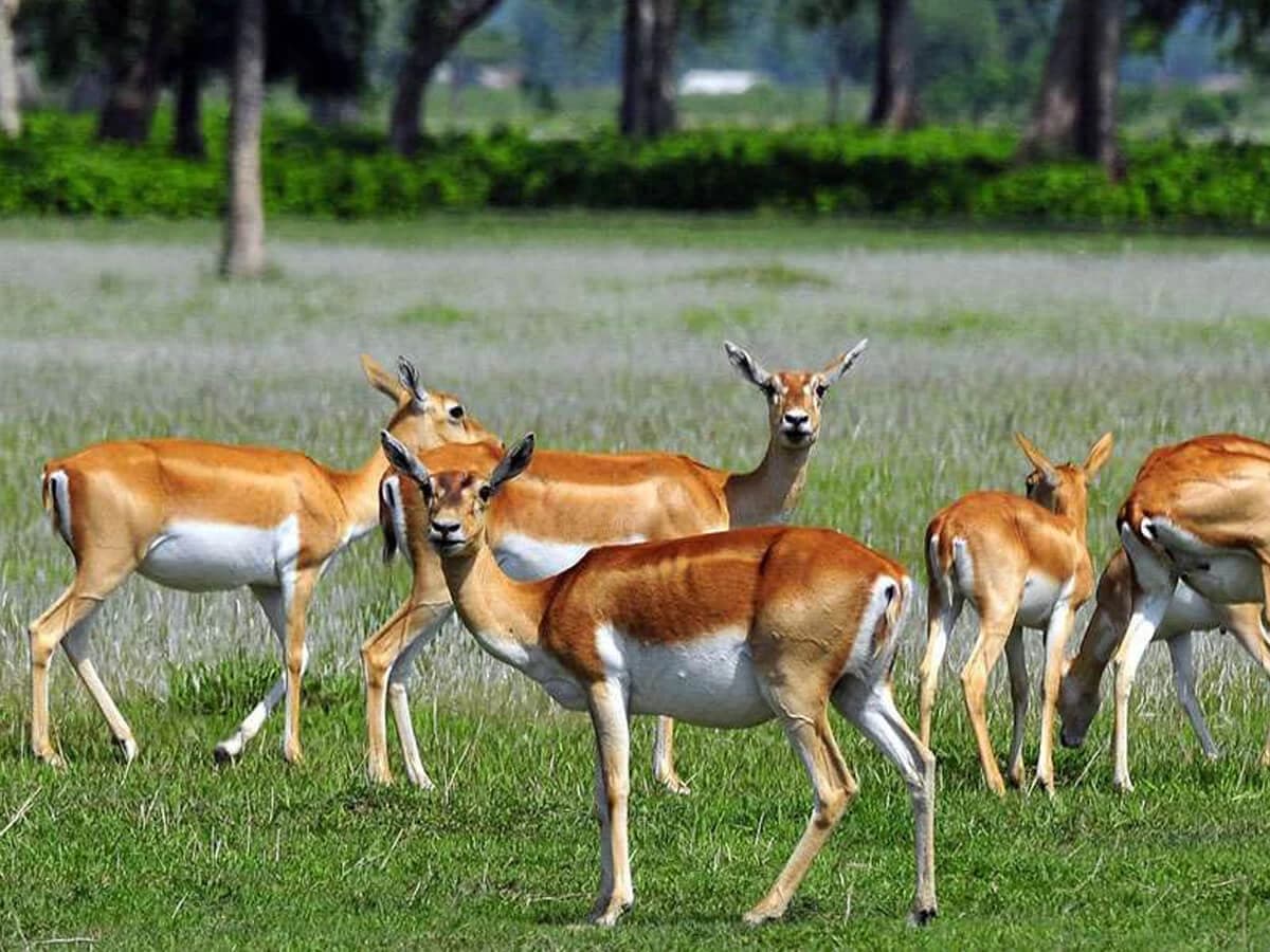 Antelopes in Bardiya Natinal Park