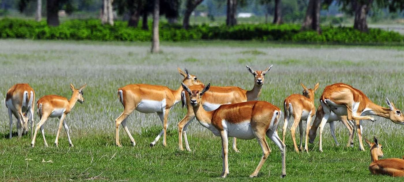 Antelopes in chitwan national park.