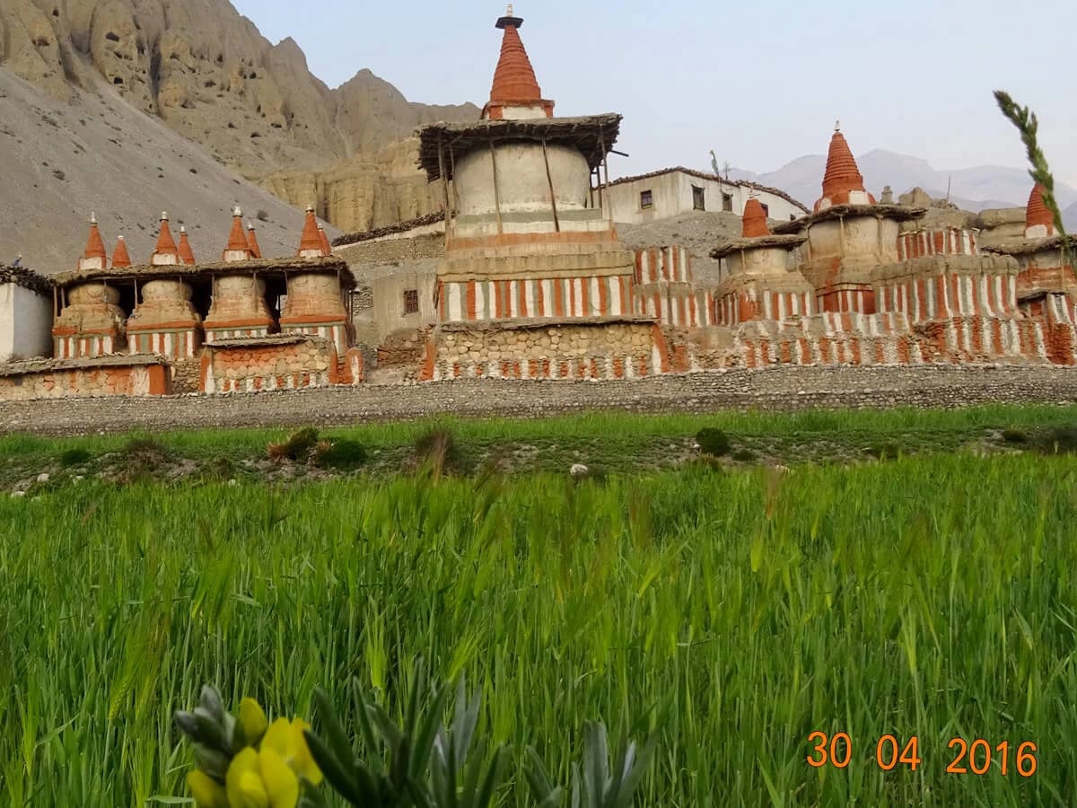 A barley field and chhortens at Tangbe