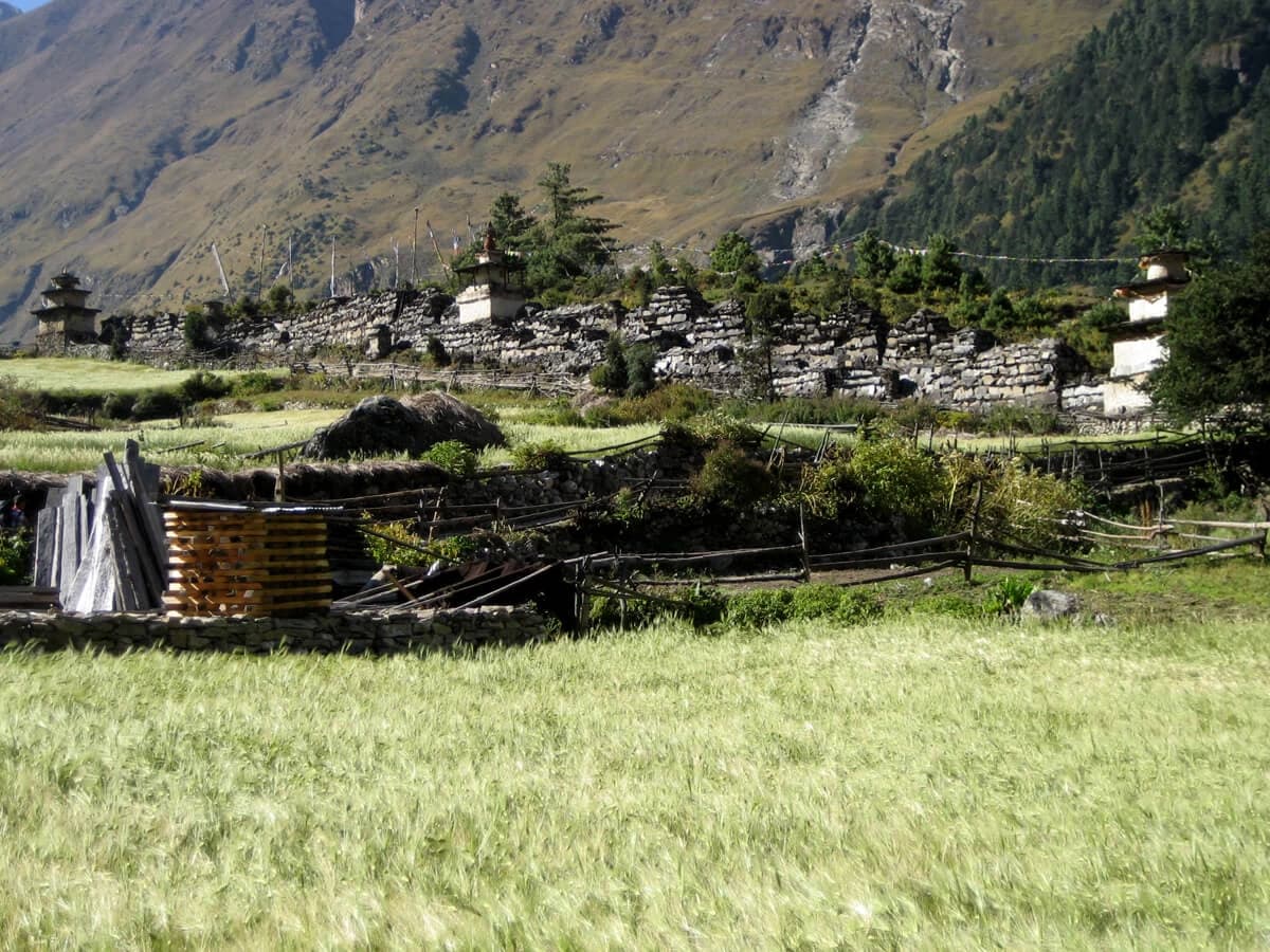 Barley field in Lho of Manaslu