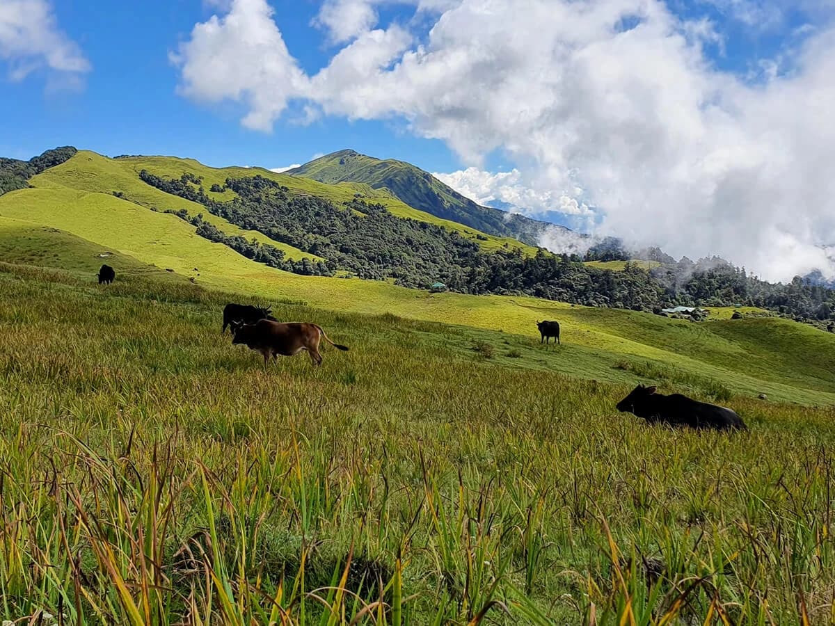 Beautiful Meadow in Mundhum Trail