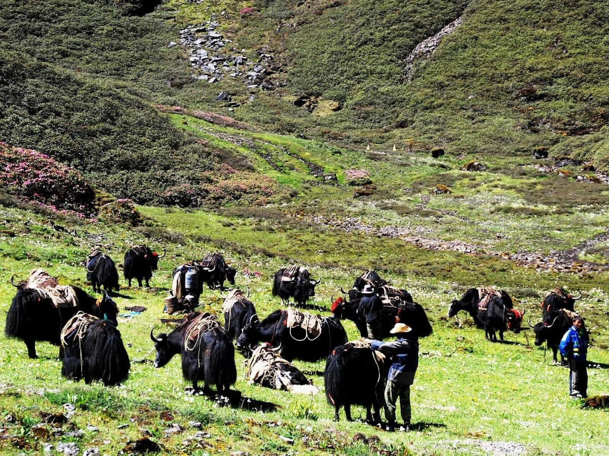 Bhutan yak trek