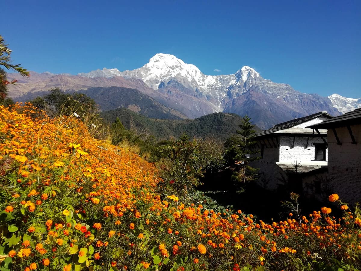 Combination of flowers and mountain