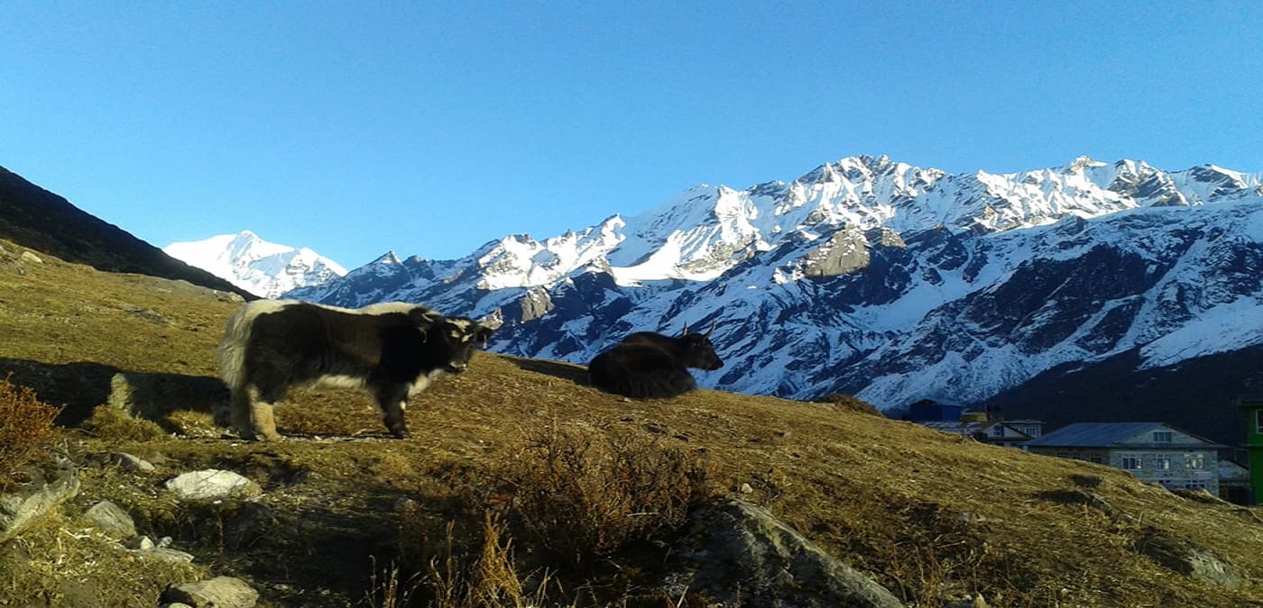 Evening view from Kyanjin Gompa