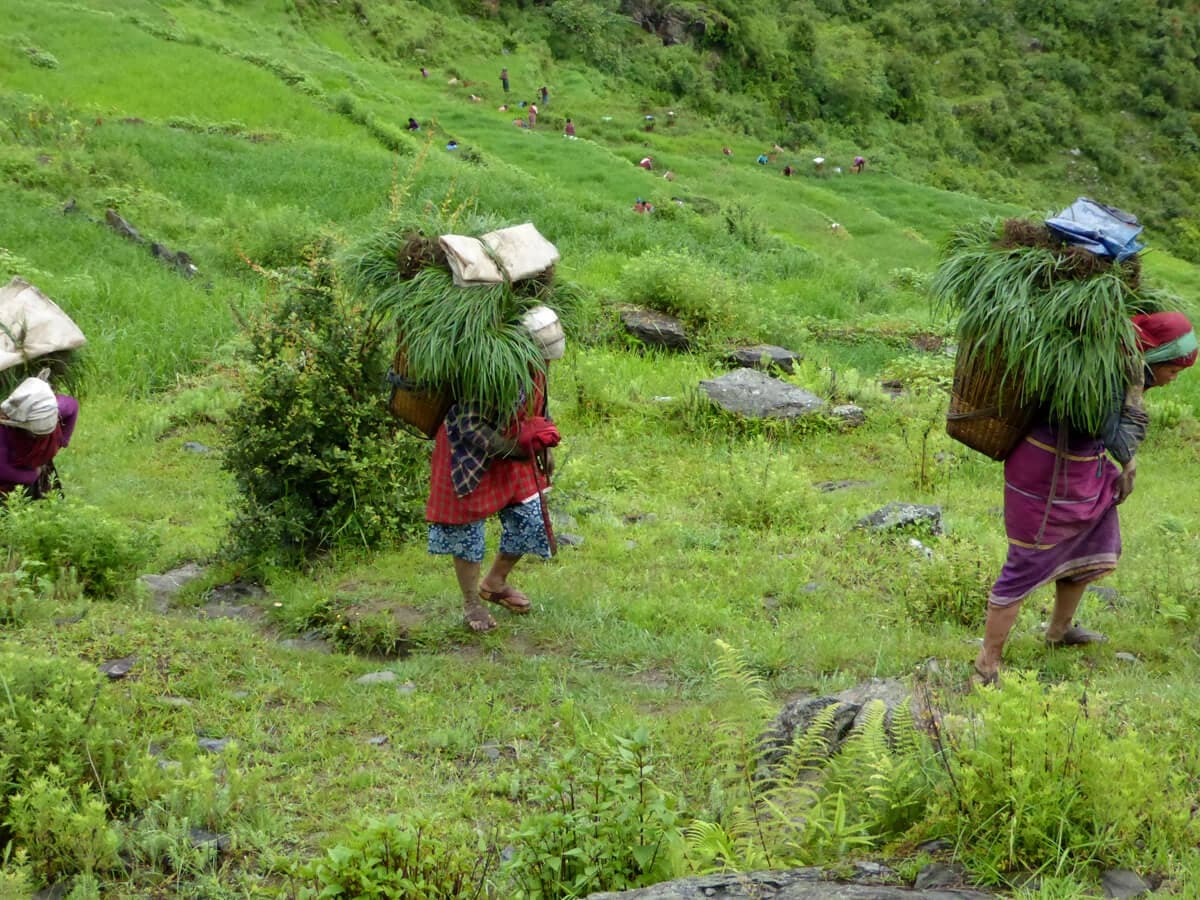 Farmers in Sertung
