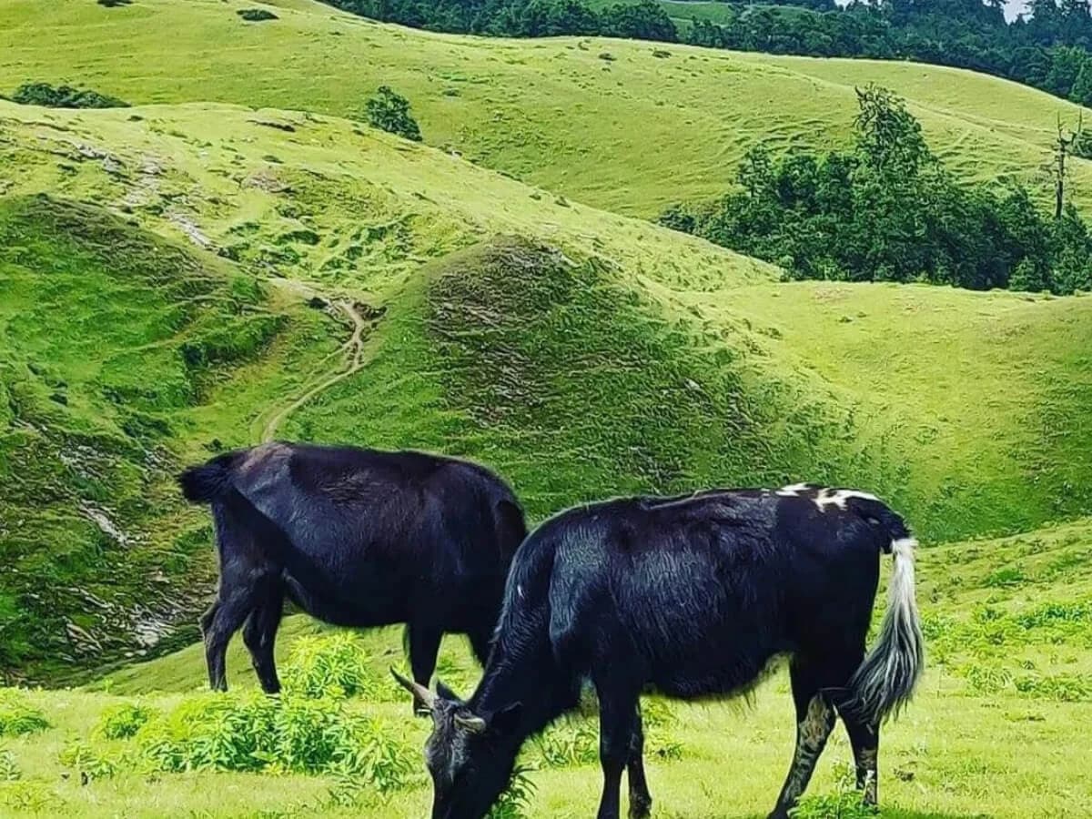 a grazing meadow in Sailung Trek Neapl