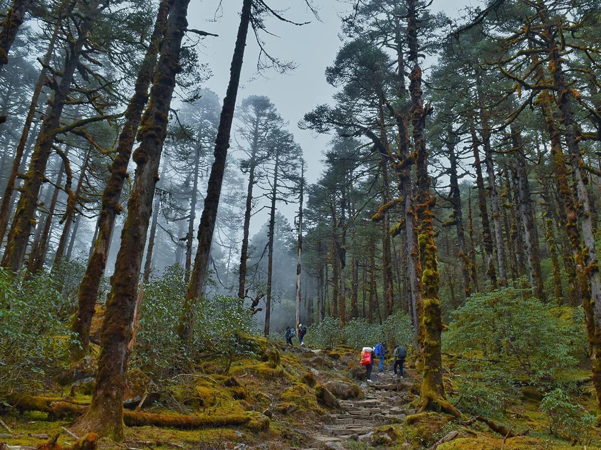 Numbur Himal trail in the woods
