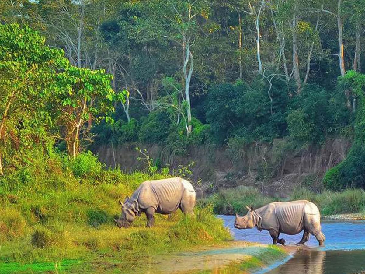 One-horned Rhinos