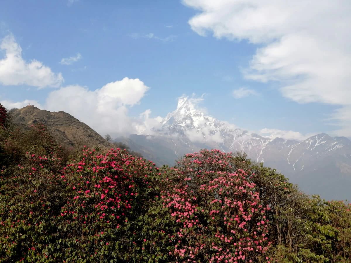 Mardi Himal Trek in April gets chance of sseing Rhododendron flowers