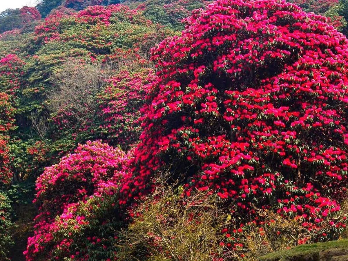rhododendron jungle nepal