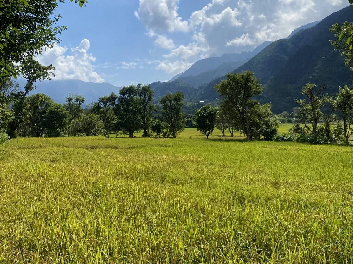 Rice farm land Nepal where you go rafting