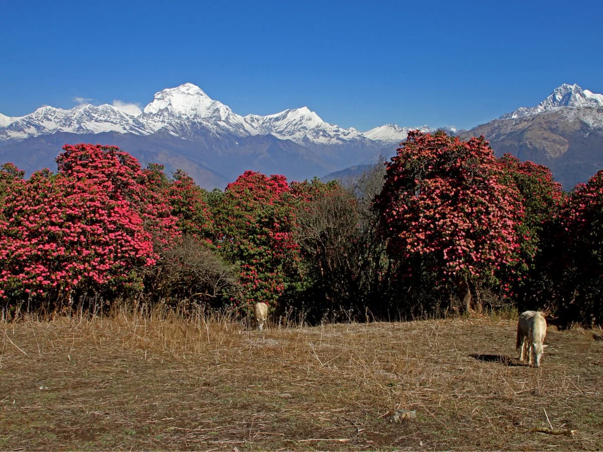 Rhododendron flowers in Ghorepani trek route that blooms in April