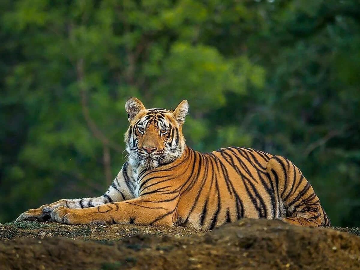 Tiger in Bardiaya National park