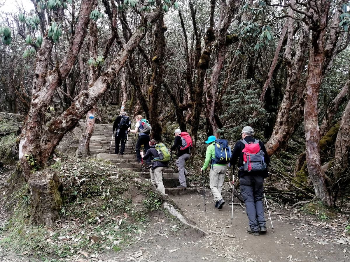 Hiking up to Low Camp through Rhododendron forest