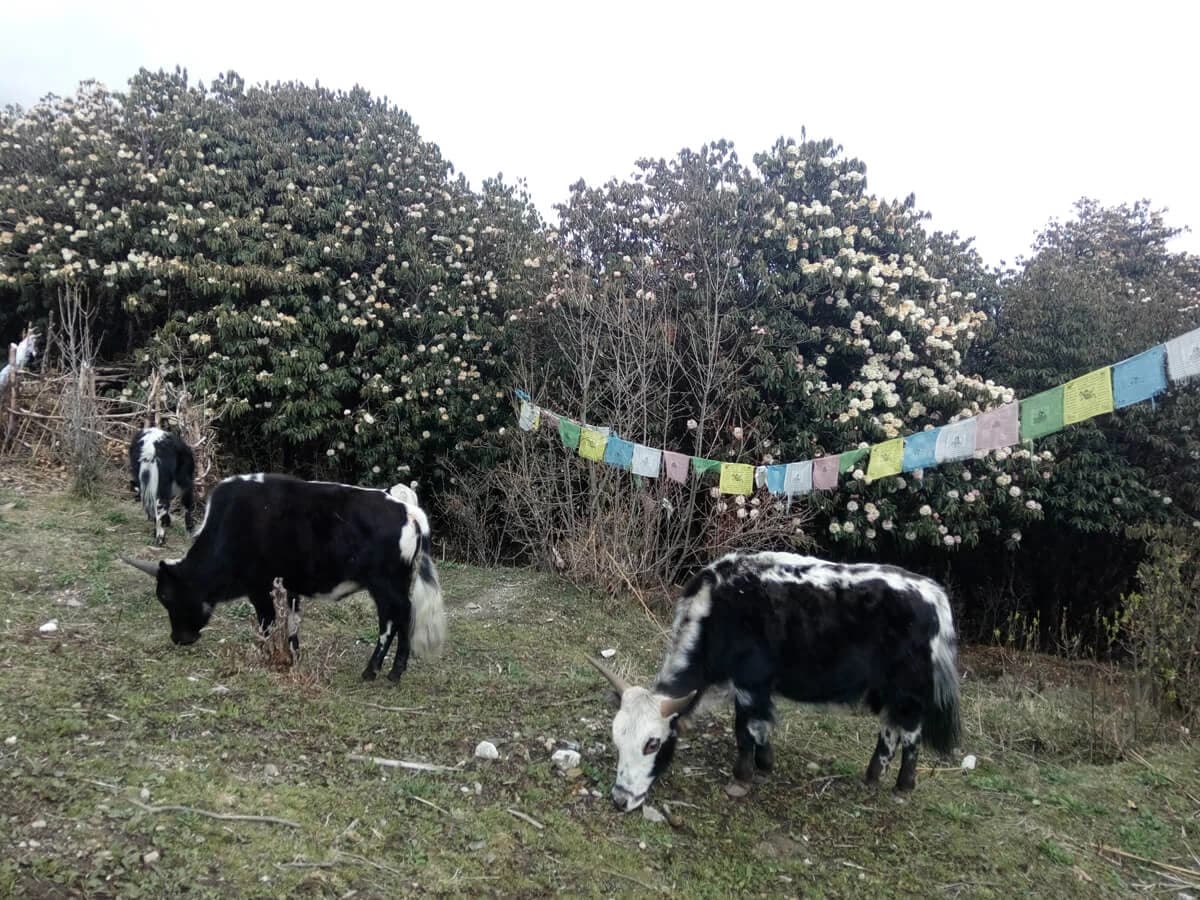 yaks grazing in helambu trekking