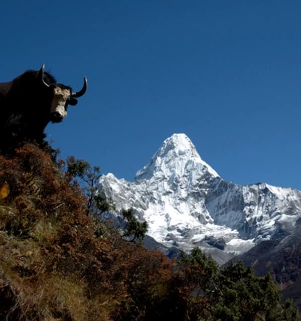 A yak with Amadablam in background