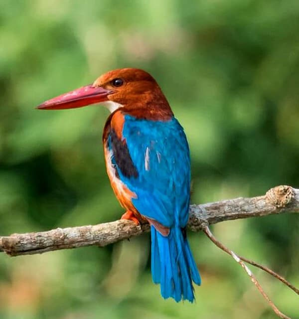 A King Fisher Bird in Chitwan