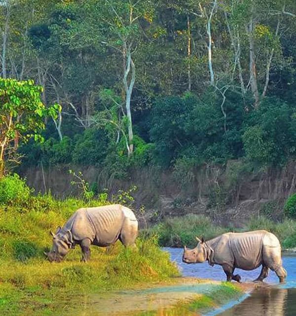 Rhinos in Chitwan