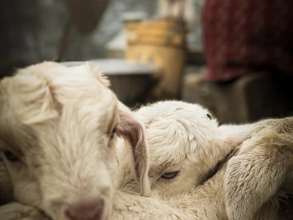 Baby Goat In Gurja Deurali