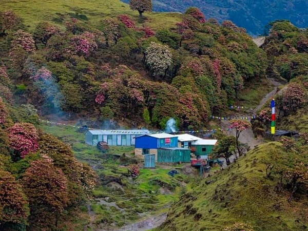 Bulbule In Pikey Peak