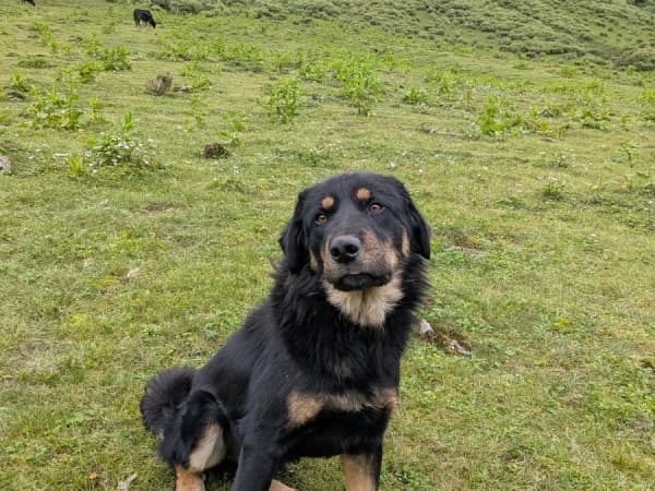 Cattle Dog In Buki