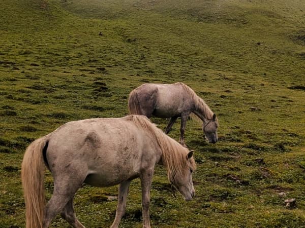 Domestic Horse In Rughachaur Buki