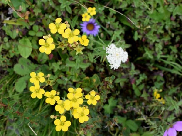 Flowers In Mardi Trek Nepal