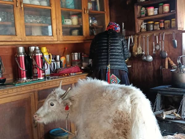 Kitchen Helper In Langtang