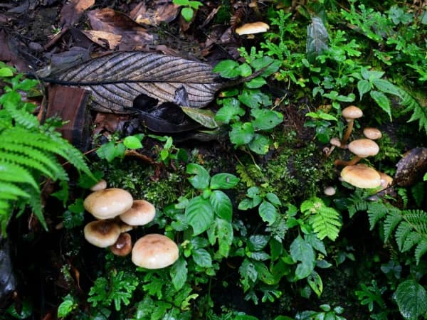 Mushroom In Mardi Himal Trek In September 2018