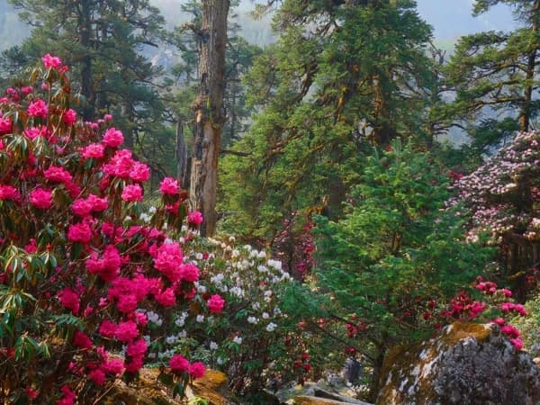 Nepal Trek 1