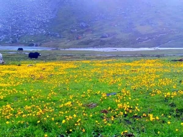 Summer Alpine Flower In Lapchi Valley