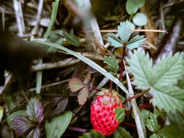 Wild Stawberries Of Gurja